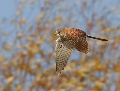 Torenvalk - Common Kestrel