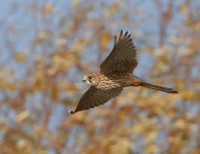 Torenvalk - Common Kestrel