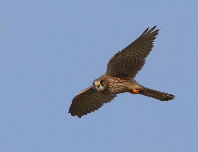 Torenvalk - Common Kestrel