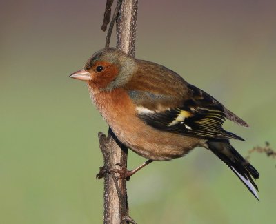 Vink - Common Chaffinch