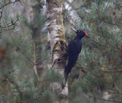 Zwarte Specht - Black Woodpecker