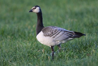 Brandgans - Barnacle Goose
