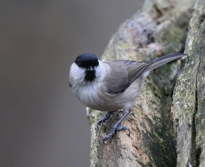 Glanskop - Marsh Tit