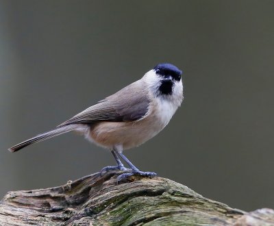 Glanskop - Marsh Tit