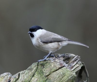 Glanskop - Marsh Tit