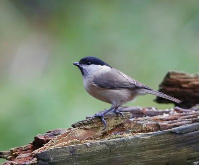 Glanskop - Marsh Tit