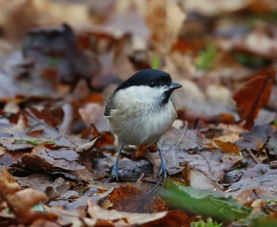 Glanskop - Marsh Tit