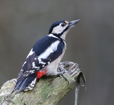 Grote Bonte Specht - Great Spotted Woodpecker