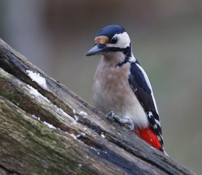 Grote Bonte Specht - Great Spotted Woodpecker