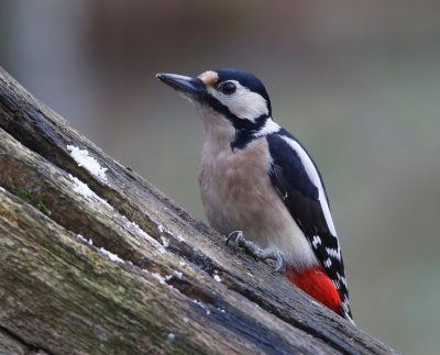 Grote Bonte Specht - Great Spotted Woodpecker