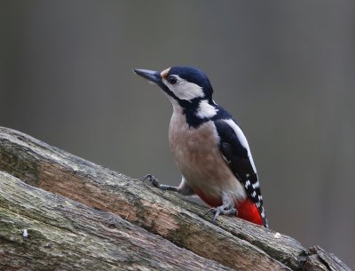 Grote Bonte Specht - Great Spotted Woodpecker