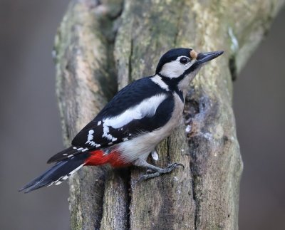 Grote Bonte Specht - Great Spotted Woodpecker