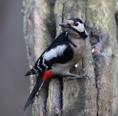 Grote Bonte Specht - Great Spotted Woodpecker