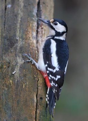 Grote Bonte Specht - Great Spotted Woodpecker