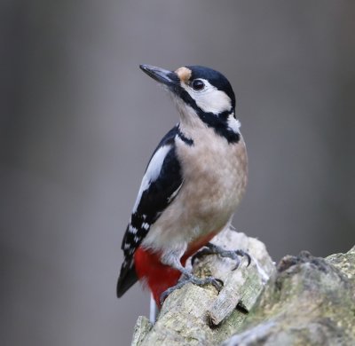 Grote Bonte Specht - Great Spotted Woodpecker