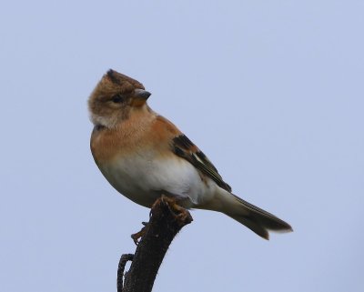 Keep - Brambling