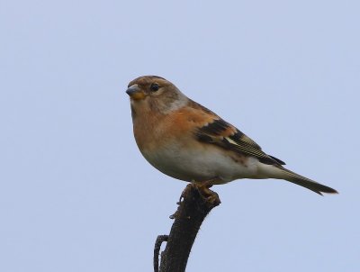 Keep - Brambling