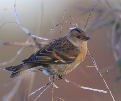 Keep - Brambling