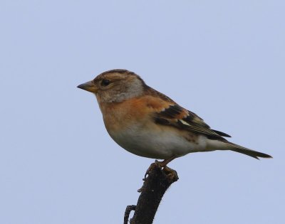 Keep - Brambling