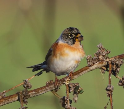 Keep - Brambling