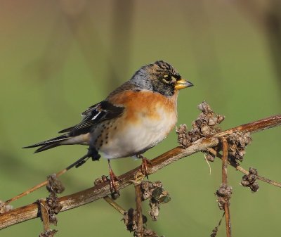 Keep - Brambling