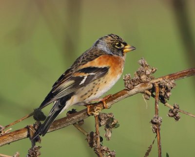 Keep - Brambling