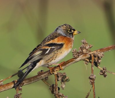 Keep - Brambling