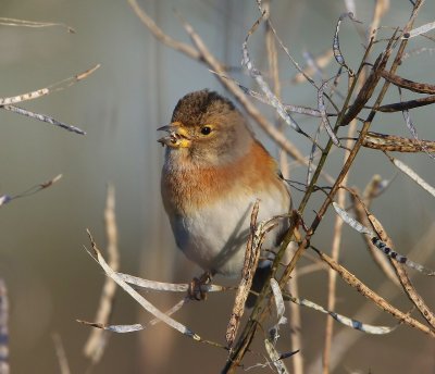 Keep - Brambling