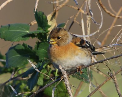 Keep - Brambling