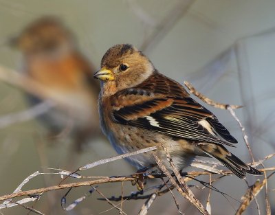 Keep - Brambling