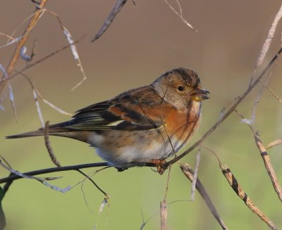 Keep - Brambling