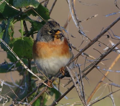 Keep - Brambling