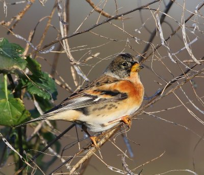 Keep - Brambling