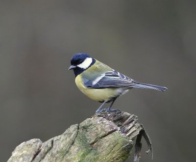 Koolmees - Great Tit