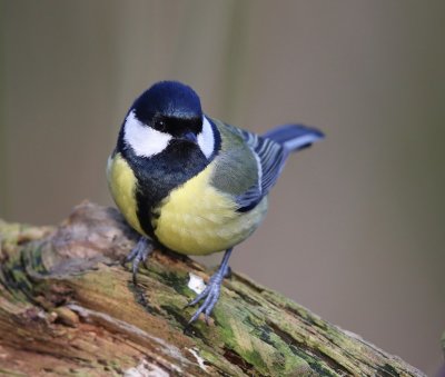 Koolmees - Great Tit