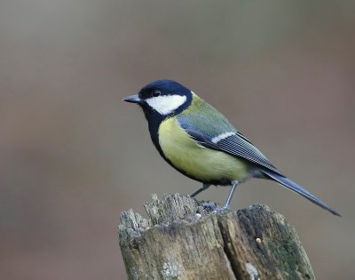 Koolmees - Great Tit