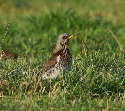Kramsvogel - Fieldfare