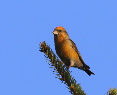 Kruisbek - Common Crossbill