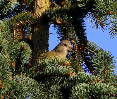 Kruisbek - Common Crossbill