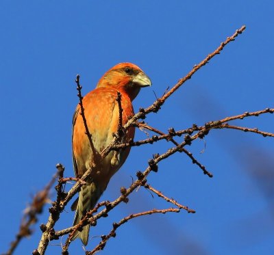 Kruisbek - Common Crossbill