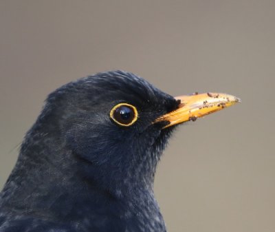 Merel - Common Blackbird