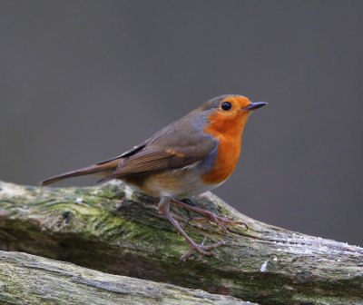 Roodborst - European Robin