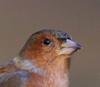 Vink - Common Chaffinch