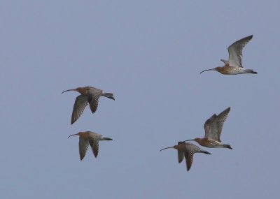 Wulpen - Eurasian Curlews