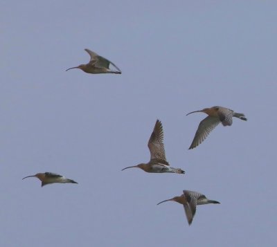 Wulpen - Eurasian Curlews