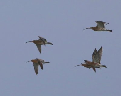 Wulpen - Eurasian Curlews