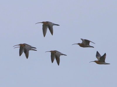 Wulpen - Eurasian Curlews