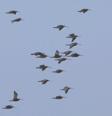 Wulpen - Eurasian Curlews