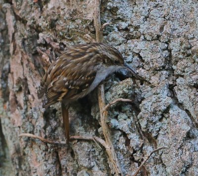 Boomkruiper - Short-toed Treecreeper