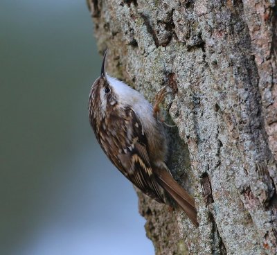 Boomkruiper - Short-toed Treecreeper